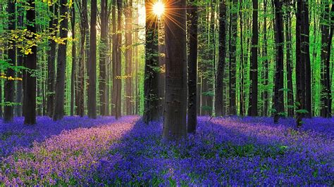 Bluebell Forest At Spring Hallerbos Belgium Backiee