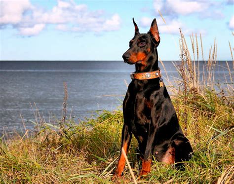 14 Pictures Only Doberman Pinscher Owners Will Think Are