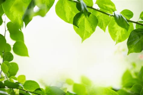 Gros Plan De La Nature Vue Feuille Verte Sur Fond De Verdure Floue Sous