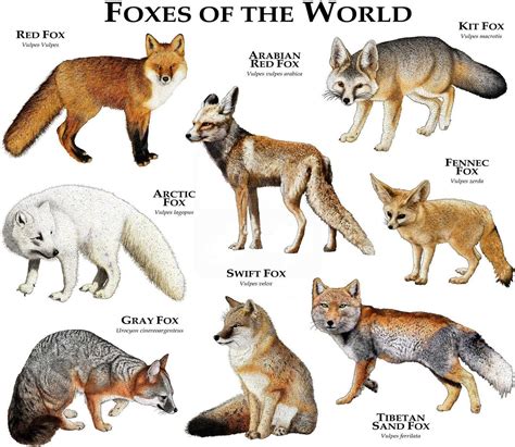 Foxes Of The World Poster Print Etsy Animals Wild Animals