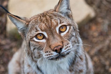 Lynx Eyes