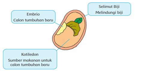 MATERI DAN KUNCI JAWABAN BUKU SISWA KELAS 3 SD TEMA 1 SUBTEMA 4