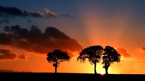 Papel De Parede Árvores Em Um Lindo Pôr Do Sol Fotos Grátis Computador Pc Walldesk