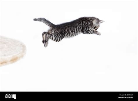Domestic Cat Kitten Jumping Stock Photo Alamy