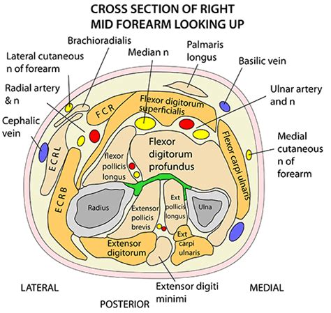 Instant Anatomy Upper Limb Areasorgans Forearm Posterior Cross