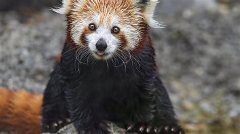 Wallpaper Red Panda Tongue Protruding Rock Wildlife Animal Funny