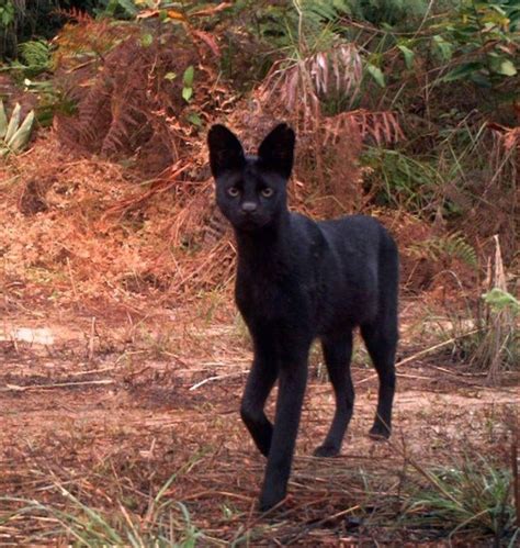 Black Melanistic Serval Cat Kenya Melanistic Animals Serval Cats