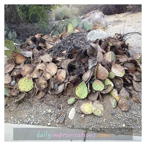 Cactus seeds can be exclusively purchased from azur for 20 sand dollars each. Barefoot in a Botanical Cactus Garden