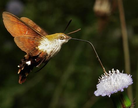 Hummingbird Hawk Moth Facts Range Habitat Behavior Pictures