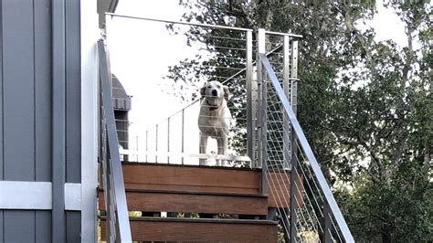 Decks For Dogs Perfect Railing Systems For Dog Lovers