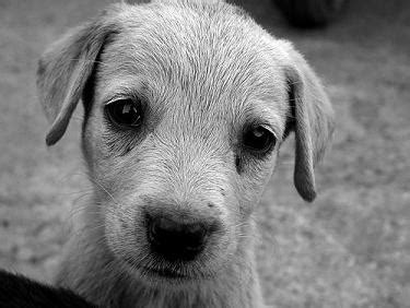House training your puppy is a vital step in their development. How To Train A Puppy | Puppy Training | Potty & House ...