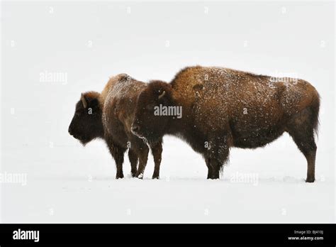 American Bison Buffalo Side View Fotos Und Bildmaterial In Hoher