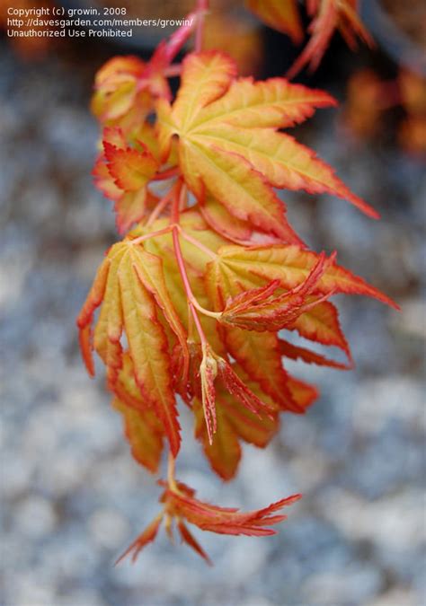 Acer palmatum 'katsura' is the japanese maple for you. PlantFiles Pictures: Japanese Maple 'Katsura' (Acer ...