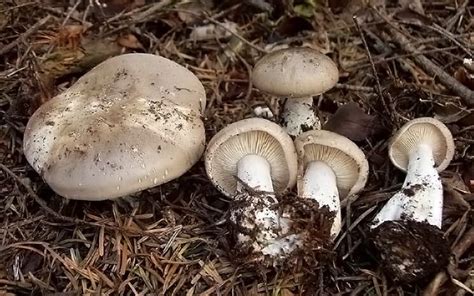 Ecco un breve e non esaustivo elenco di ciò per possiamo trovare e godere nei mesi autunnali, gli ideali per questi nostri amici. Pin su Clitocybe Nebularis - Fungo delle Nebbie