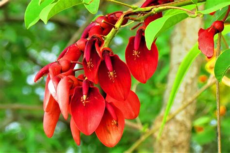 Por Qué El Ceibo Es La Flor Nacional Y Cuál Es Su Leyenda Más Famosa La Nacion