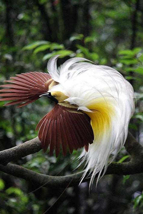Kombinasi warna lain tampak pada bagian muka; Jenis dan Gambar Burung Cenderawasih Lengkap - Binatang ...