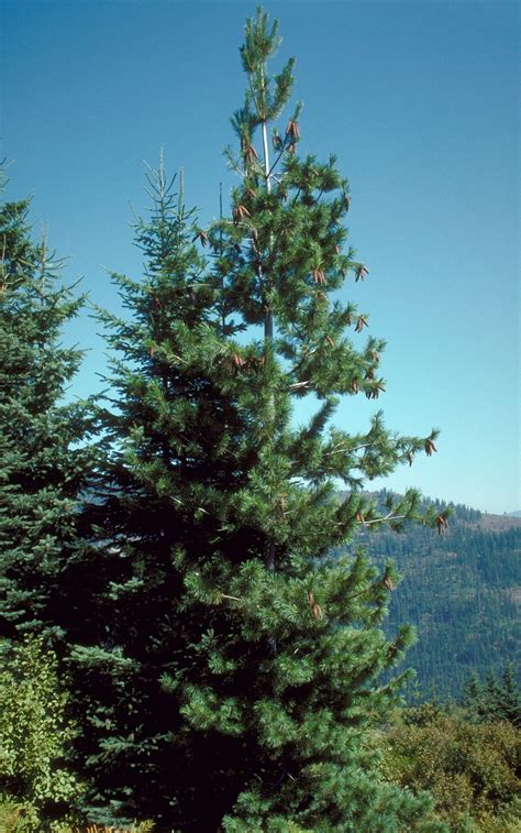 Western White Pine Medium Tree Seedling