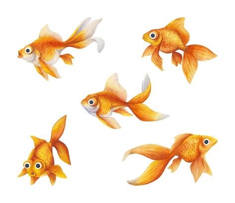 Free Goldfish Vectors 600 Images In Ai Eps Format
