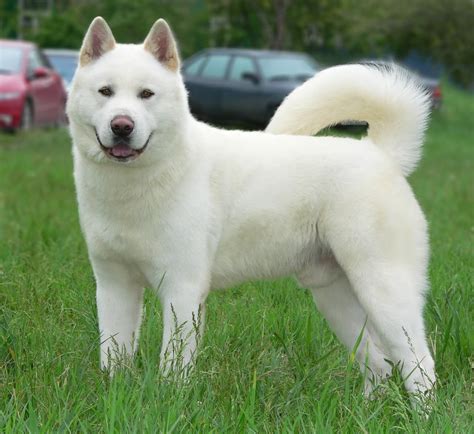 15 Very Beautiful White Akita Dog Pictures And Photos Perro Akita