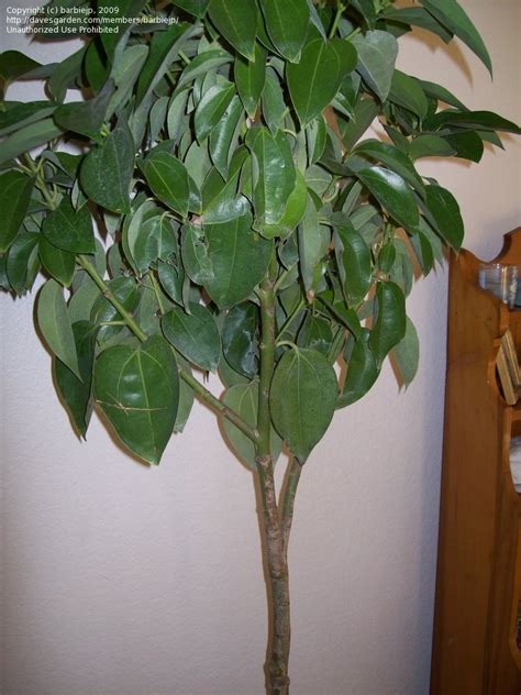 Plant Identification Closed Indoor Tree Id Please 1 By