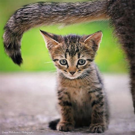 Photograph S H A D E By Zoran Milutinovic On 500px Cats Pets Cute