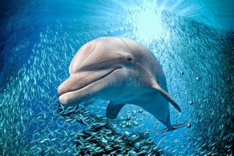 Dolphin Underwater On Blue Ocean Background Stock Image Image Of