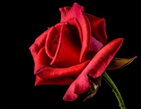 fleurs rose rouge isolé sur fond noir images photos hd gratuites