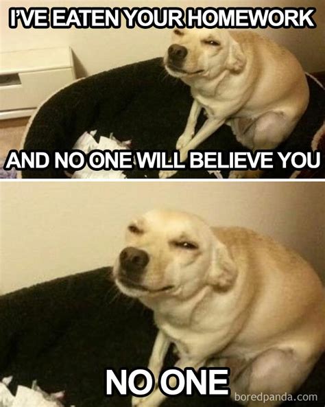 50 Of The Funniest Dog Memes Ever Bored Panda
