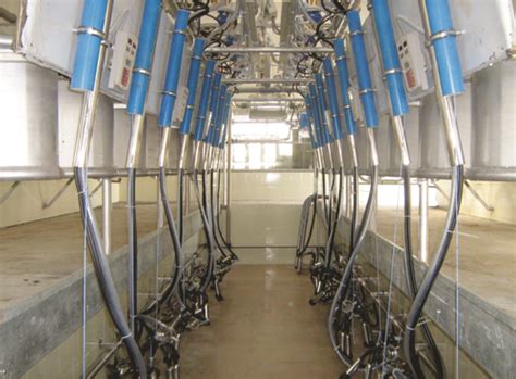 Herringbone Milking Parlor Milkwell Milking Systems India Karnal