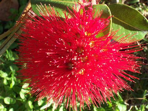 Whilst also providing customers with a final arrangement that is reflective of their initial vision or purpose for. Red Pohutukawa Flower NZ Free Stock Photo - Public Domain ...