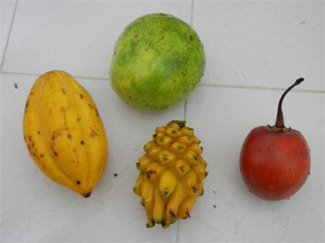 Check spelling or type a new query. The Fruit of South America