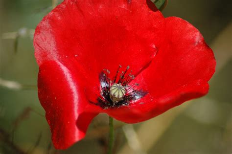 Wallpaper Red Petals Flower Poppy Flora Petal Coquelicot Land