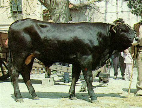 Italian Breeds Of Cattle Pisana