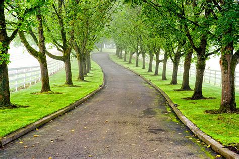 Royalty Free Tree Lined Driveway Pictures Images And Stock Photos Istock