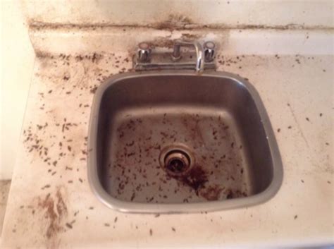 If sink has a template, align it with the mark on the counter. Roaches In Kitchen Sink Drain | Besto Blog