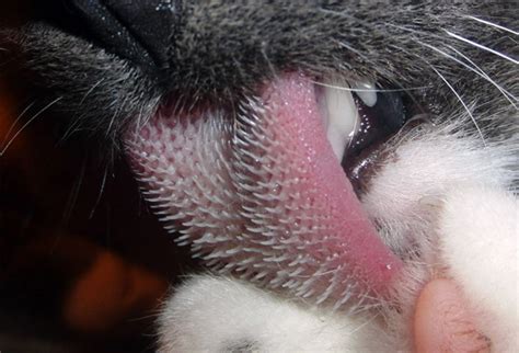 Close Up Of A Cats Tongue Woahdude