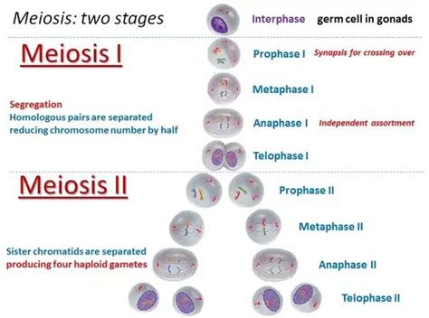 What Are The 8 Stages Of Meiosis In Order Slide Share