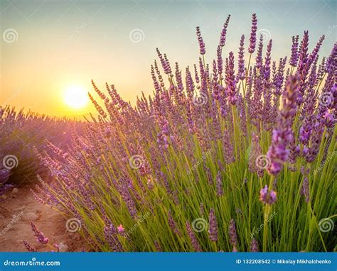 Closeup View Of Sunset Over Violet Lavender Field In Provence Stock