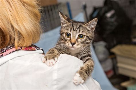 Everything You Need To Know Before Fostering Cats