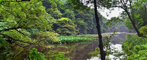 Traditionele Japanse Tuinen In Openbare Parken In Tokyo Japan De