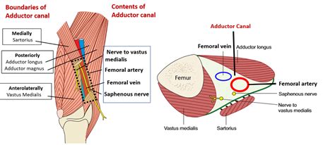 This article will examine the topography of the femoral canal. Adductor canal , Hunter's canal - boundaries and contents ...