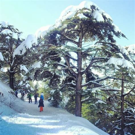 Cedar Barouk Reserve Snow Tree Lebanon In A Picture