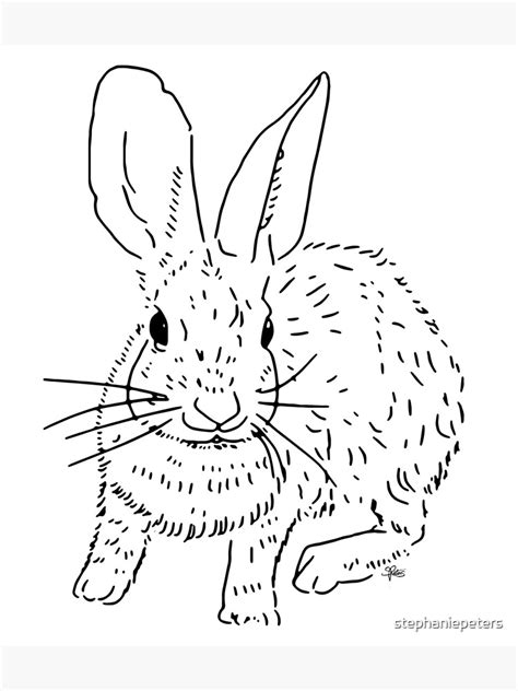 Cottontail Rabbit Line Drawing Poster For Sale By Stephaniepeters