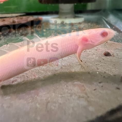 Albino Dragonfish Bichir Polypterus Senegalus Pickfish Pets