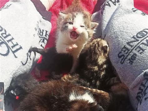 Kwwspca Newborn Rescue Kittens Doing Well At Kildare Shelter