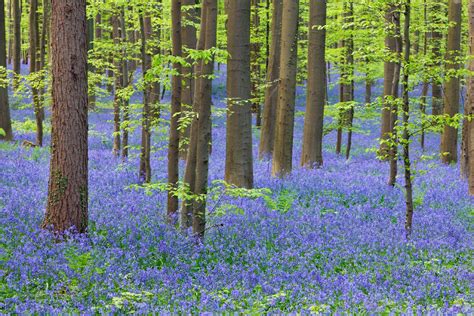 Bosque De Hallerbos El Tesoro Azul De Bélgica 50 Paisajes Donde