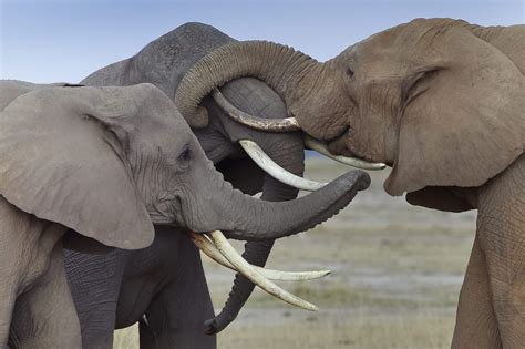 Bienvenidos Al Mundo Animal: Animales Salvajes De Africa - Multan a una