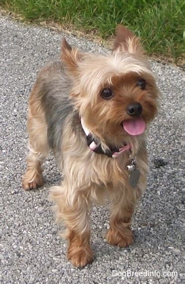Yorkshire Terrier Dog Breed Information And Pictures Yorkie