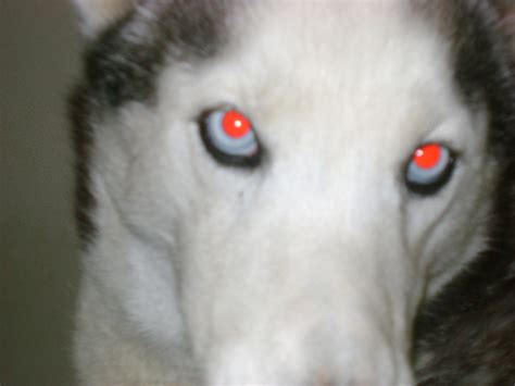 Why Could A Dogs Eyes Be Red