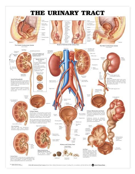 The Urinary Tract Anatomical Chart Urinary System